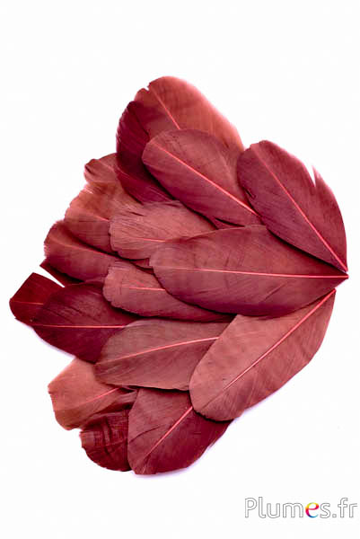 Pétales en plumes - 6-8 x 3-4 cm - chocolat